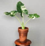 Alocasia Macrorrhiza Variegated Free Spathiphyllium Peace Lily Variegated