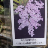 Orchid Ionopsis utricularioides mounted on Cork Bark with hanger