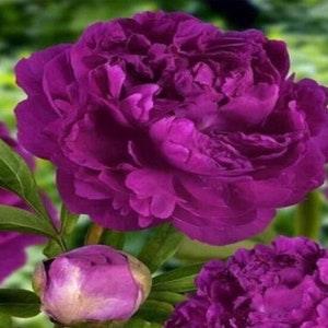 20 Seeds Purple Flowers Planting Garden