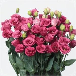 5 Seeds Rose Pink Multilayer Lisianthus Flower Seed, Natural, Non GMO, Heirloom