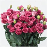 5 Seeds Rose Pink Multilayer Lisianthus Flower Seed, Natural, Non GMO, Heirloom