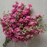 50 Seeds Cottage garden Cut flower Seeds -  Carmine Rose
