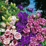 200 Cup and Saucer mix Flower Seeds- Canterbury Bells Biennial Flower- Campanula Medium-Add Grace to your Garden (FL340)