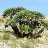 Chamaerops humilis var. cerifera - Blue Mediterranean Fan Palm - 5 Seeds