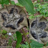 20 Devil's Cotton seeds - Schokoladen-Hibiskus Seeds - Abroma augusta - Hibiscus