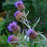 Cardoon - FineGardening Flower Delivery