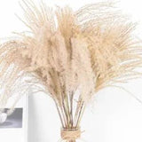 Real Dried Small Pampas Grass Wedding Flower Bunch Natural Plants Home 50PCS