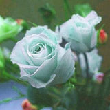 Mint green roses seeds- 20 seeds- code 447