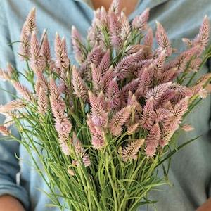 40+ seeds /  Flamingo Feather Celosia Seed / Celosia argentea spicata / Flower Seeds/ (#69)