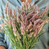 40+ seeds /  Flamingo Feather Celosia Seed / Celosia argentea spicata / Flower Seeds/ (#69)