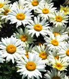 Live SHASTA DAISY & BECKY Plants