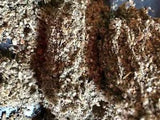 Mullein - organic 100% all natural lung c/s cut herb - Spice Discounters