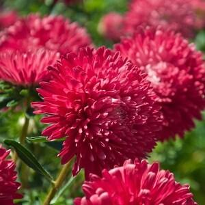 China Aster Dwarf Hordelin Pink Flowers 1g - 200 NON GMO Seeds - Callistephus Chinensis