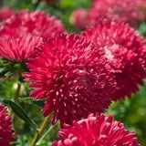 China Aster Dwarf Hordelin Pink Flowers 1g - 200 NON GMO Seeds - Callistephus Chinensis