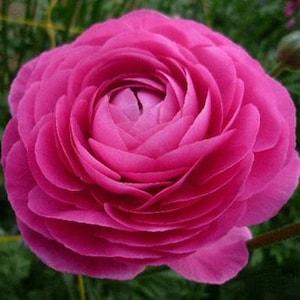 Ranunculus Pink corms | 4/5 (Asian Buttercup, Aviv variety), beautiful perennial flowers, perfect for bouquets, cut flowers, easy to grow