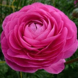 Ranunculus Pink corms | 4/5 (Asian Buttercup, Aviv variety), beautiful perennial flowers, perfect for bouquets, cut flowers, easy to grow