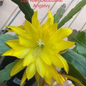 Epiphyllum Kiwi Debutante Cutting 10???-12??? long