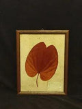 The Golden Leaf "Bauhinia Aureifolia" Pressed & Framed Leaf