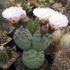 Tephrocactus Geometricus Seeds | Ball Opuntia Cactus