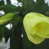 100 Bauhinia tomentosa  Seeds, Yellow Orchid Tree, Yellow Bell Bauhinia, bell bauhinia,  orchid tree, variegated bauhinia, yellow  bauhinia