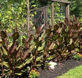 Canna Bulbs Red Flowers Tall  Plants Lot Of (10) Bronze Leaf Lily Rhizomes
