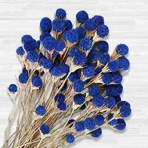 50 Pcs Natural Blue Dried Thistle Flowers Bouquet, Bulk Dried Craspedia Billy