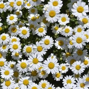 Oxeye Daisy Marguerite Flowers 1g - 300 NON GMO Seeds - Chrysanthemum Leucanthemum