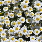 Oxeye Daisy Marguerite Flowers 1g - 300 NON GMO Seeds - Chrysanthemum Leucanthemum