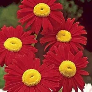 USA SELLER 50 SEEDS Red Daisy Pyrethrum Flowers Garden Plants