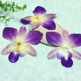 Natural Dried Flower Orchid Decoration Home Wedding Decoration