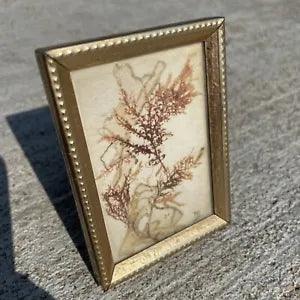 Vintage Small Dried Live Pressed Flowers Branches Art Brass Framed Signed BLN