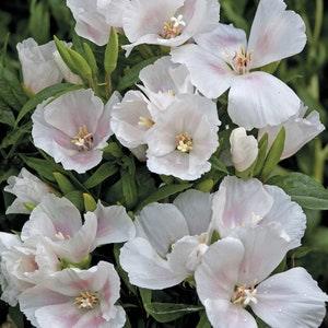 50 Pcs White Godetia Grandiflora Flower Seeds- White Grandiflora -Grace White Godetia -Beautiful Annual! /(FL431)