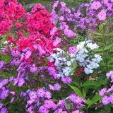PERENNIAL PHLOX MIX Paniculata Hardy Tall Garden Butterflies 10 Seeds