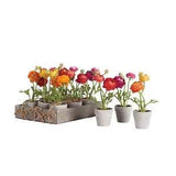 Set 12 Mini Ranunculus Faux Floral Plants in Pots Rustic Gift Pink Orange Flower