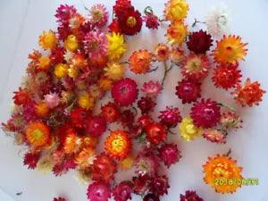 strawflowers 75 organic straw flowers grown in Maine 75 pieces assorted colors