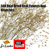 50X Real Dried Real Flowers And Branches Natural Scrapbook Making Art Craft DIY