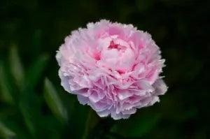 'Jin Guang San Hui' Pink Chinese Peony Flower Seeds Heirloom Fragrant Flowers