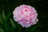 'Jin Guang San Hui' Pink Chinese Peony Flower Seeds Heirloom Fragrant Flowers