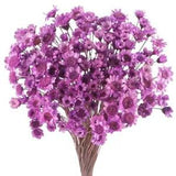 300 Pcs Dried Flowers with Stems Mini Flowers Bouquet Dried Daisy Flower Purple