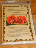 J Conner Hooked Rugs PRODDY BLOSSOM KIT CARNATION Kit with Wool Felt January