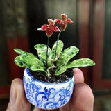Orchid in 1:12 scale in beautiful, hand painted pot, OOAK