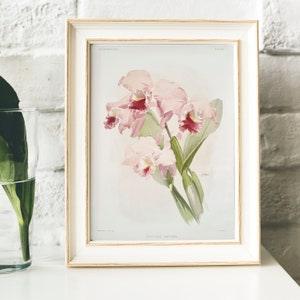 Cattleya Vintage Print Illustration, Botanical Poster Kitchen Wall Art Decor Print, Labiata , orchid wall print Orchid watercolor | B49