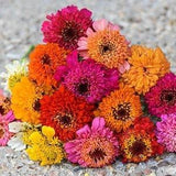 30 seeds ZINNIA Scabiosa Flowered Mix Zinnia elegans