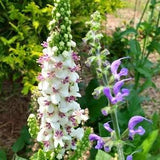 Verbascum nigrum - Dark Mullein - ?¡ãAlbum?¡À -- Medicinal Herb   SEEDS