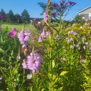 Obedient Plant - Physostegia Virginiana 30 seeds - Bee Magnet, Nectar Plant, Chemical Free, Bee and Pollinator Safe. Native Perennial Plant.