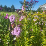 Obedient Plant - Physostegia Virginiana 30 seeds - Bee Magnet, Nectar Plant, Chemical Free, Bee and Pollinator Safe. Native Perennial Plant.