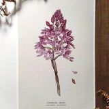 Pyramidal Wild Orchid Botanical Print 12" x 18", Wildflower Art Print, Botanical Wall Art, CLEARANCE SALE