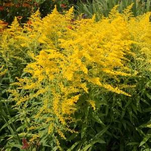 Golden Rod, Native plant