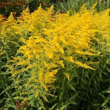 Golden Rod, Native plant
