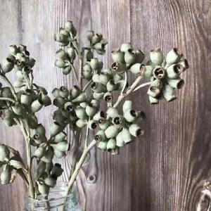 Dry Eucalyptus Fruits Decorative Natural Dried Flowers And Zombie Fruits Bouquet